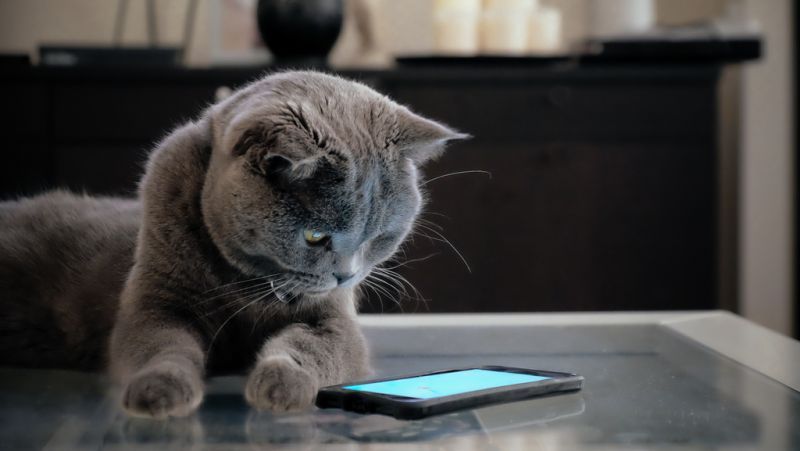 a gray cat looking down at a phone screen