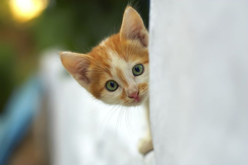 a kitten peeking around a corner
