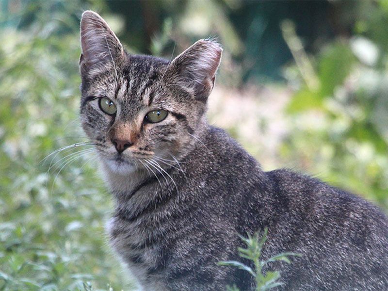 Cat in grass