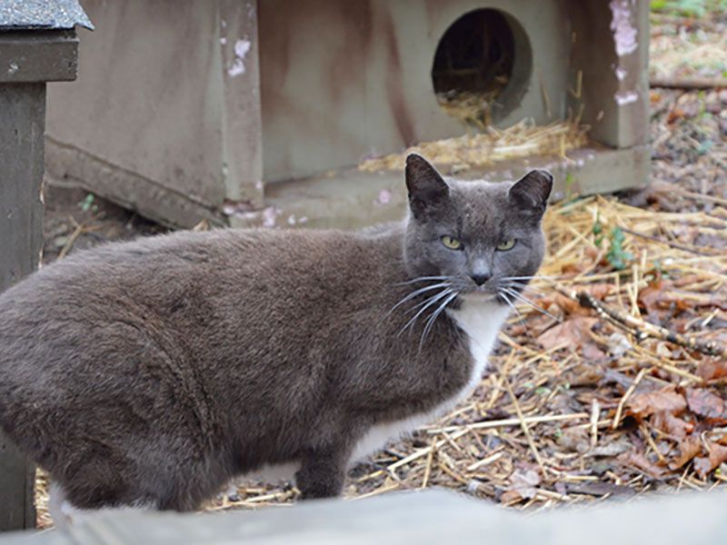 barn cats for adoption oregon