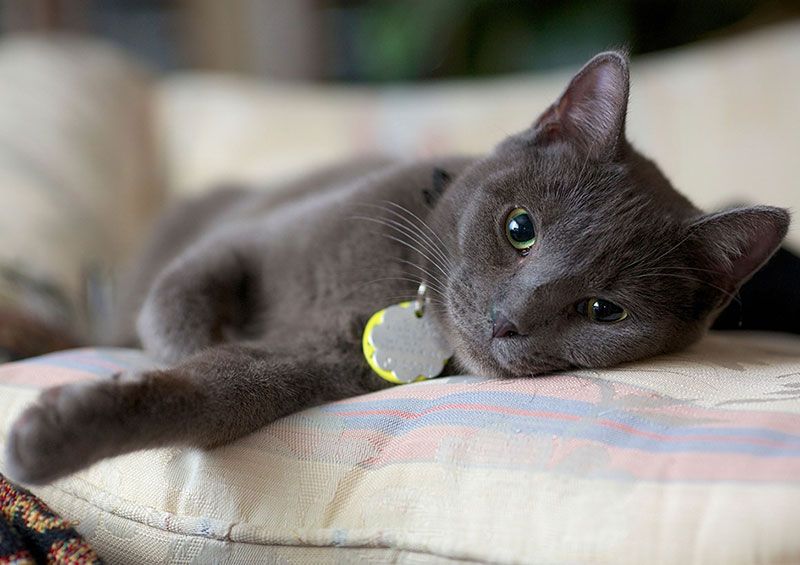 Cat relaxed in bed