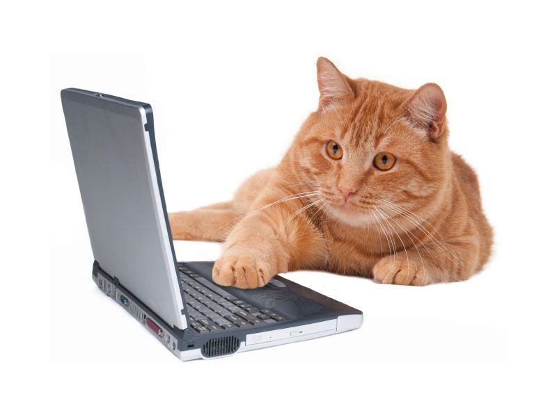 Cat working at computer