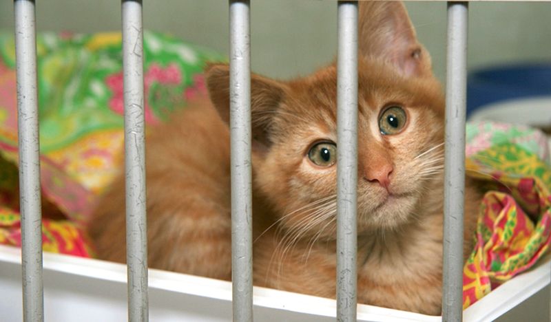 Photo of an orange tabby cat in a shelter.