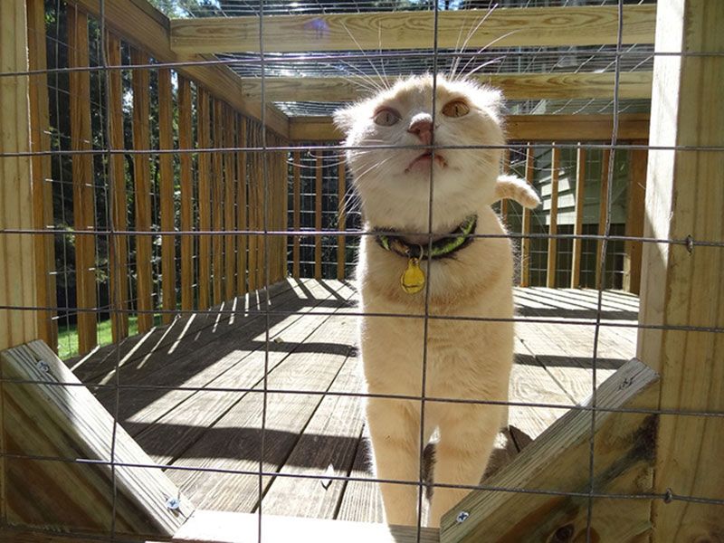 Cat in a catio