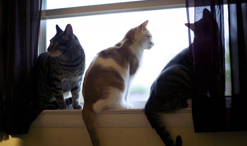 3 cats looking out a window