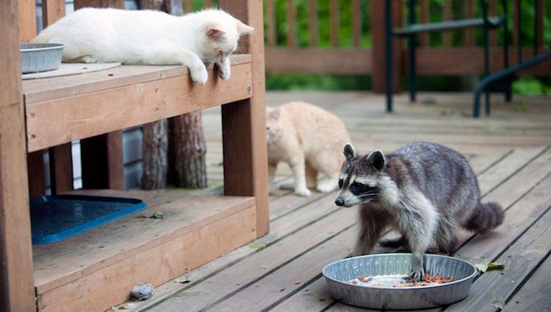 Kitten watching as raccoon moves in to steal food