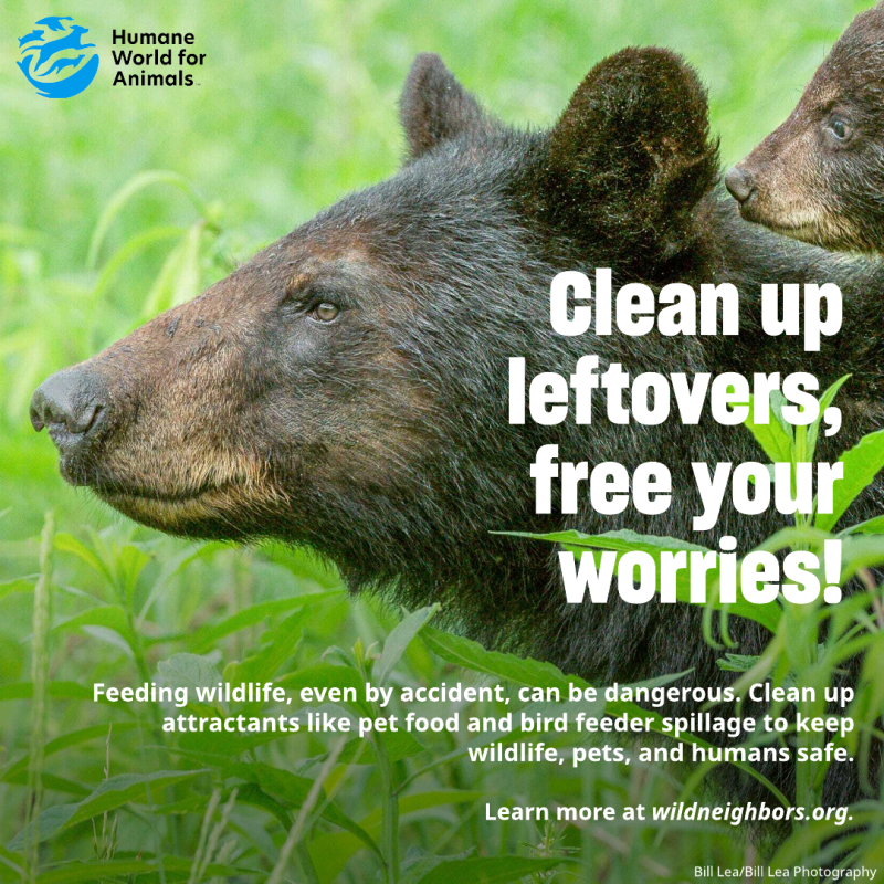 clean up leftovers free your worries