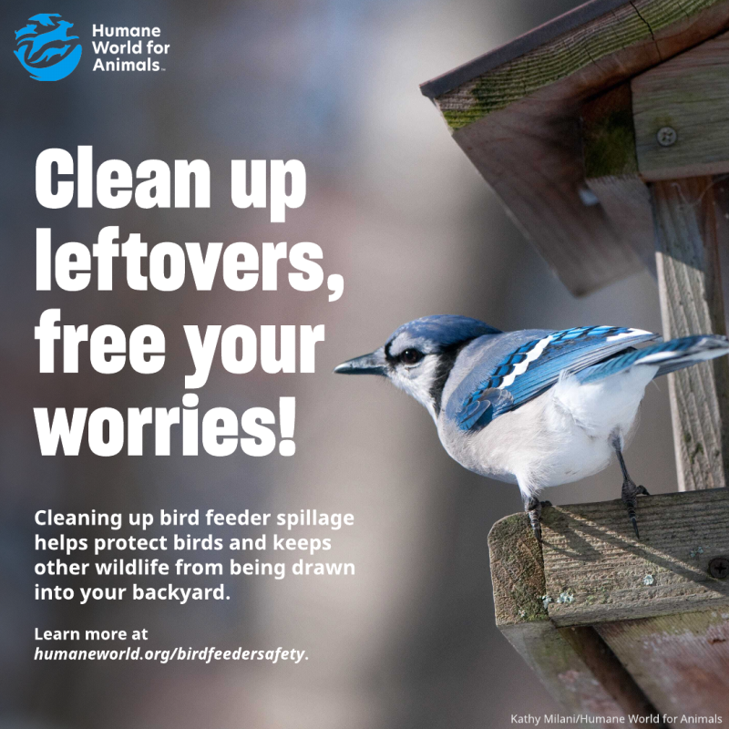 clean up leftovers free your worries