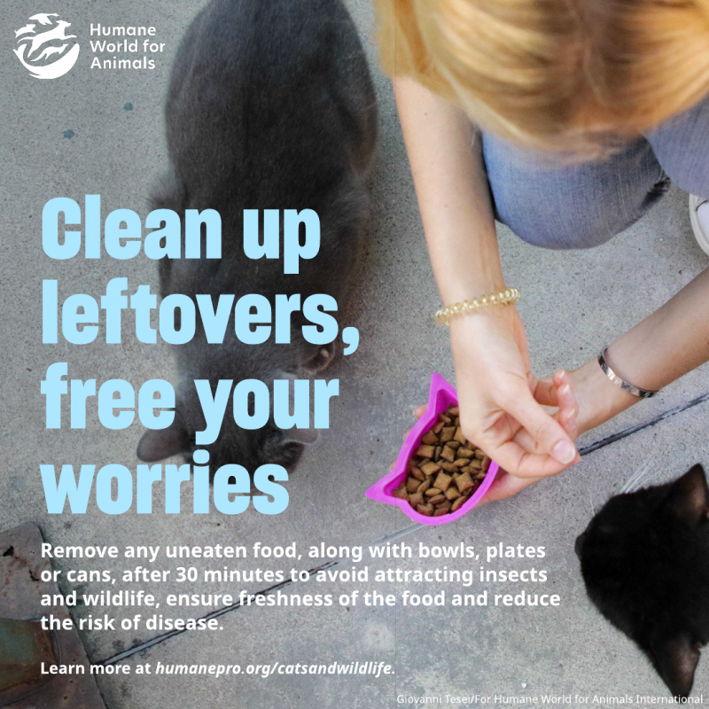 clean up leftovers free your worries