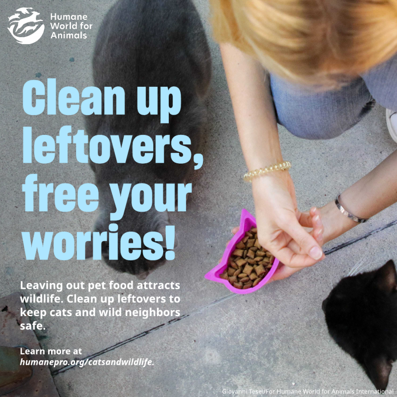 clean up leftovers free your worries
