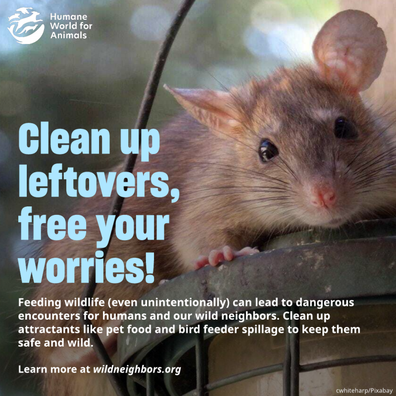 clean up leftovers free your worries