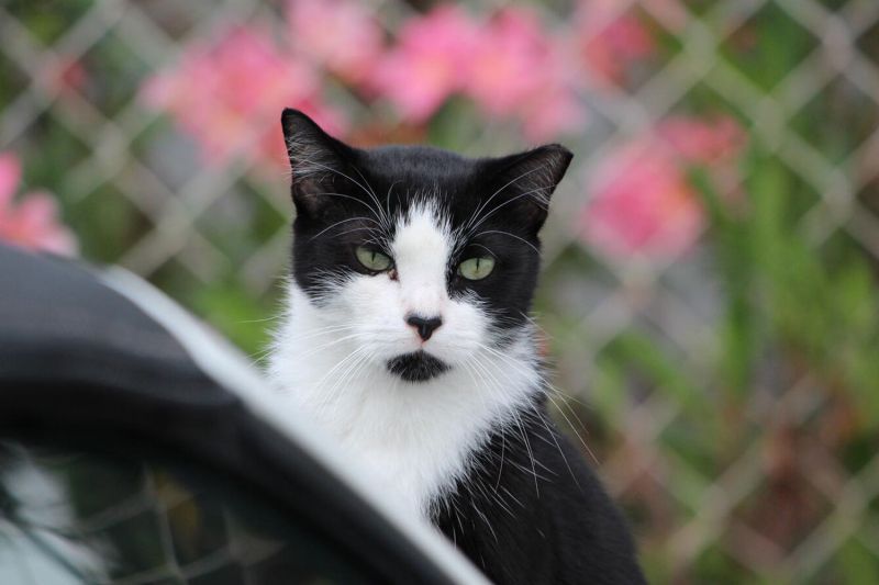 a black and white ear-tipped cat
