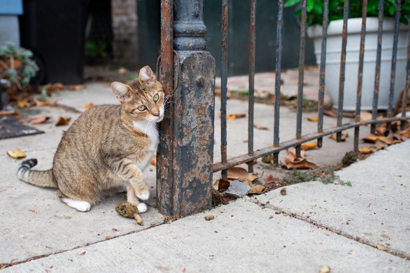 an ear-tipped cat rubbing its face on a fence post