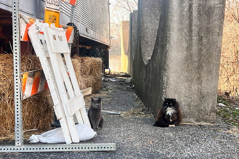 two community cats sitting near a construction zone