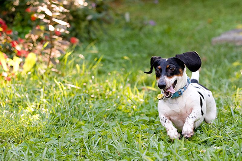 A happy dog running on grass