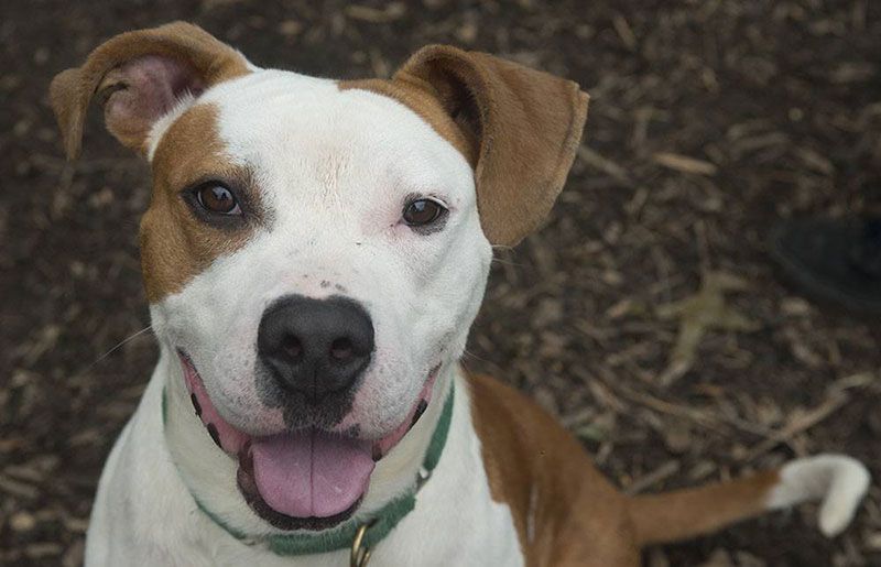 Brown and white dog 