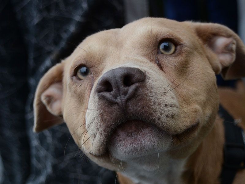 Dog in harness (Closeup)