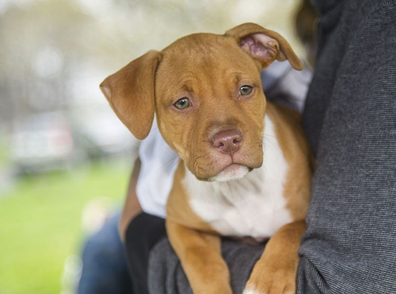 a person holding a young dog