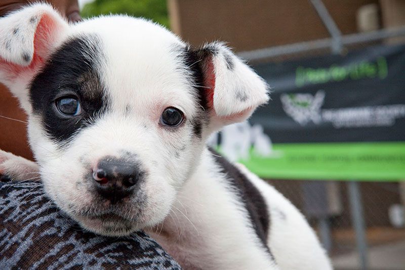 Animal sales shelter dogs