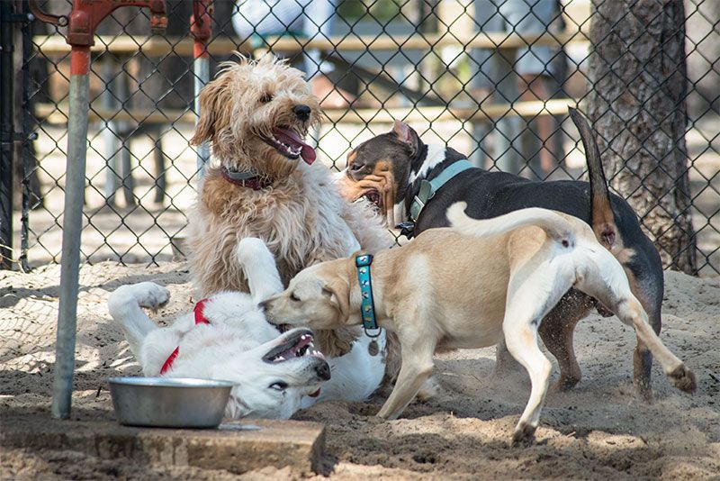 Dogs playing at a dog park.