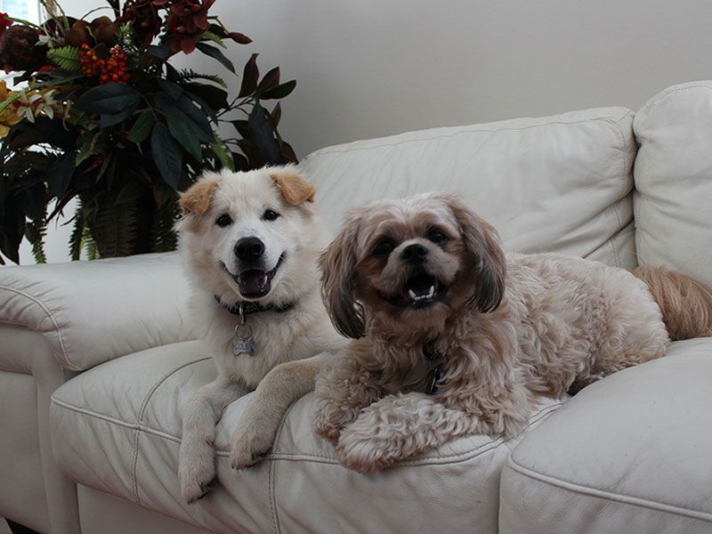 Dogs at home on a couch