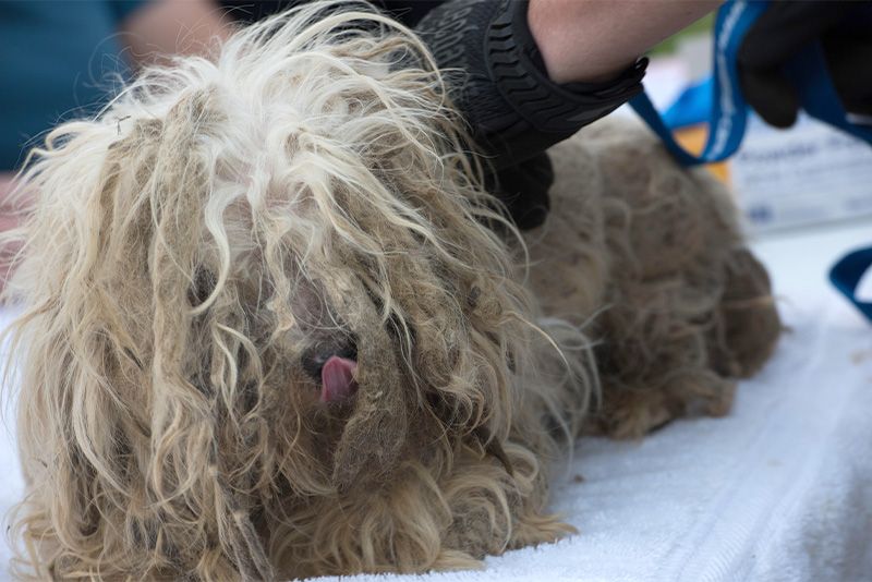 a dog with badly matted fur in his face