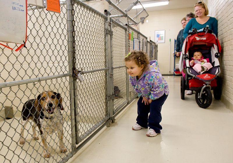 a little girl looks at a dog in a shelter while her mother looks on