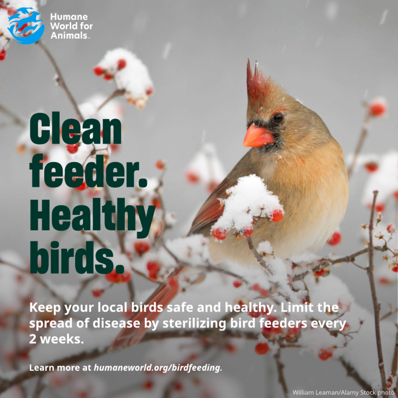 clean feeder healthy birds