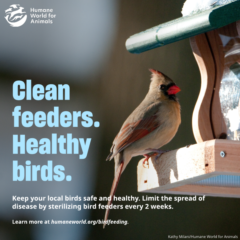 clean feeder healthy birds