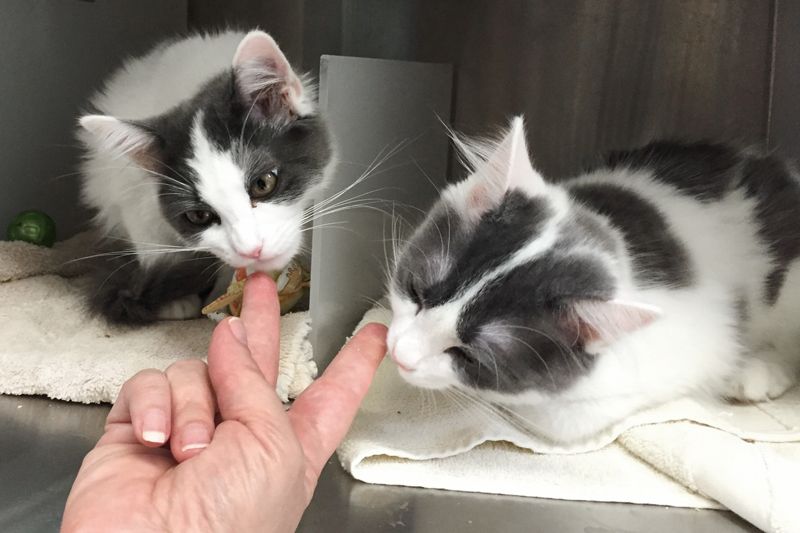 a woman feeds two cats