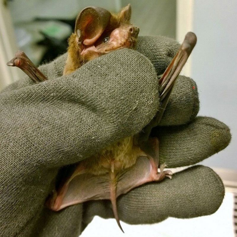 Florida Bonneted Bat