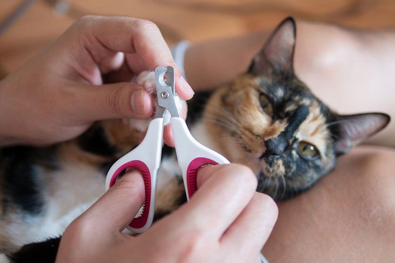 a person trimming a cat's claws