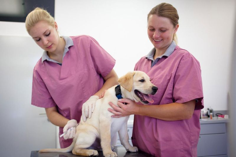 a puppy getting a vaccine from two vet techs