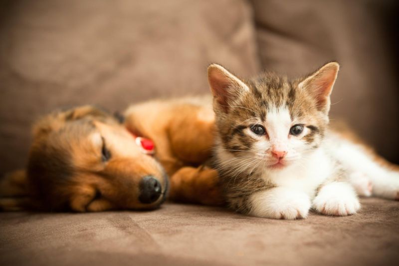 a puppy and kitten snuggle together on a couch