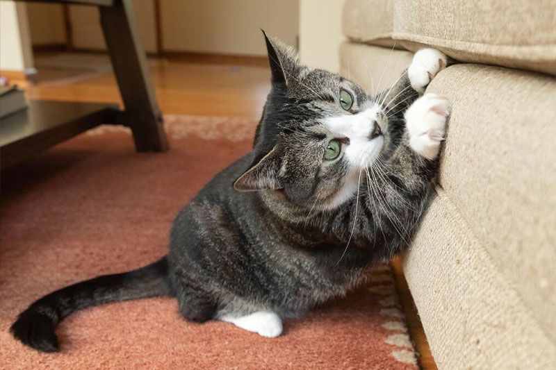 a cat scratching the side of a sofa