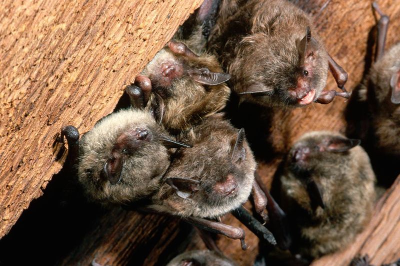 a colony of little brown bats in a ceiling