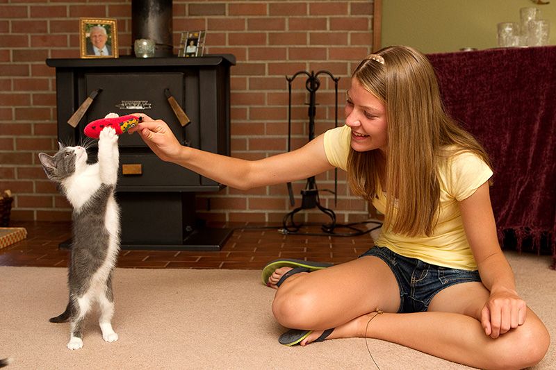 a girl holds out a toy for a kitten