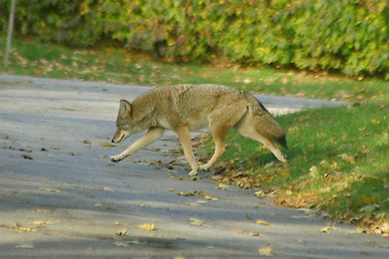 a coyote crossing a paved road