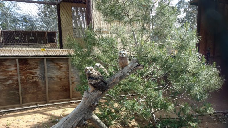 Nestlings at Fund for Animals Wildlife Center