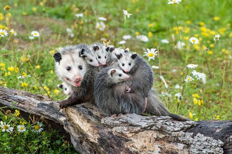 an opossum with joeys on her back