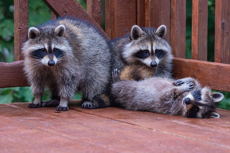 Three playful raccoons on a deck