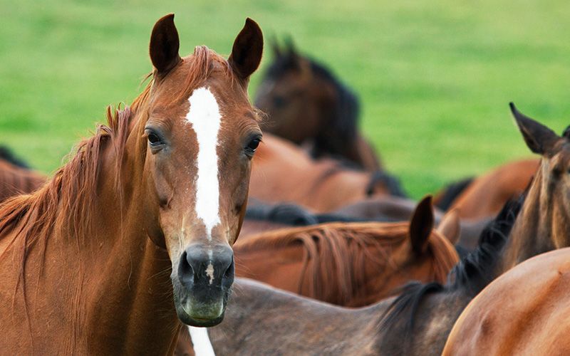 Herd of horses