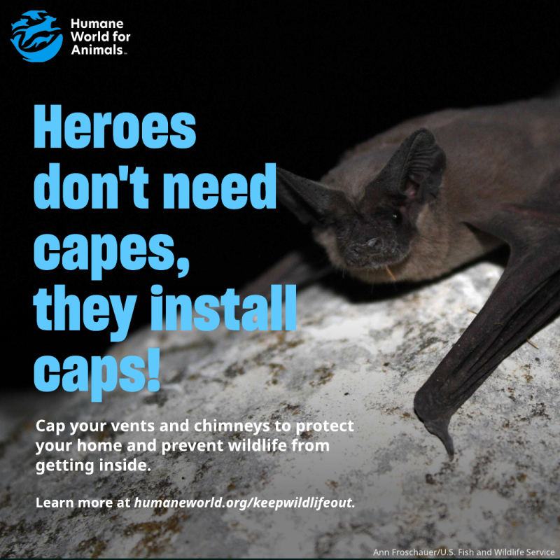 heroes don't need capes they install caps