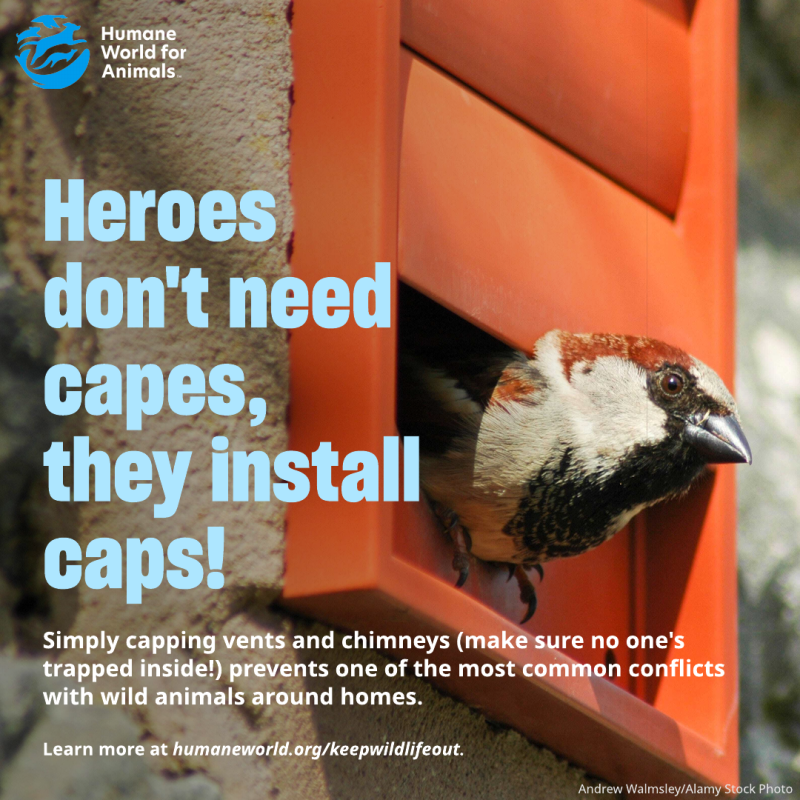 heroes don't need capes they install caps