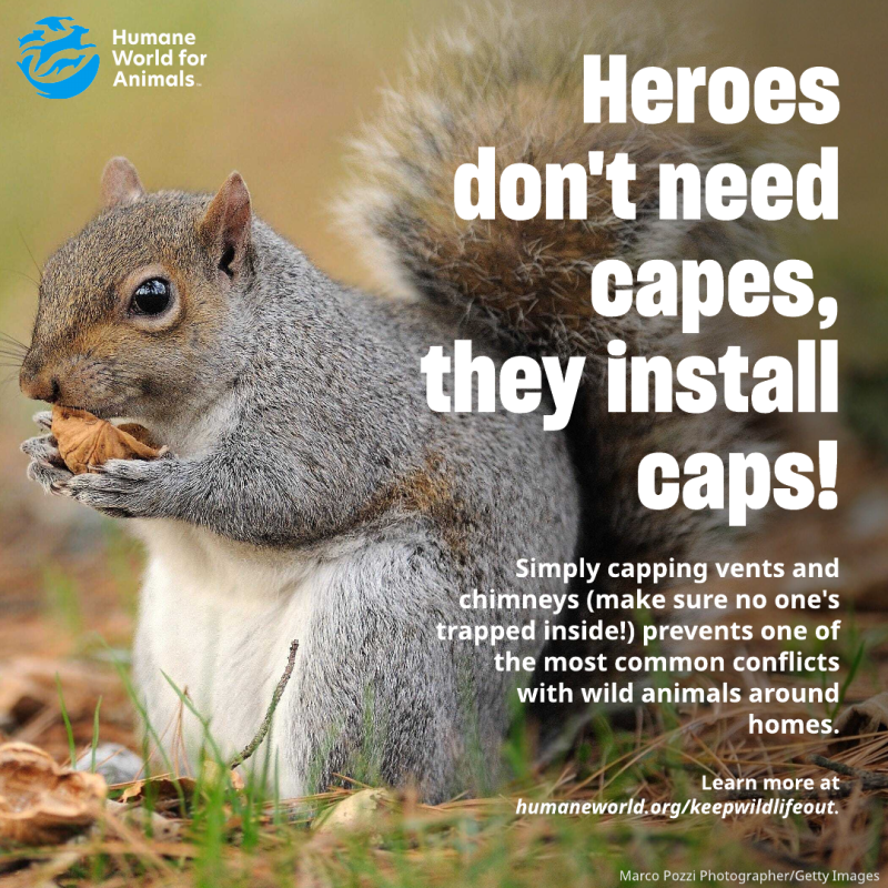 heroes don't need capes they install caps