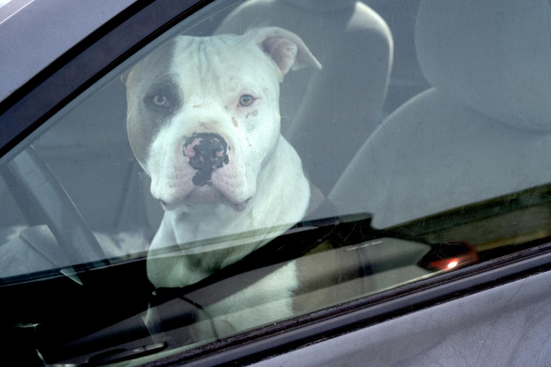 a dog locked inside a car's driver's side