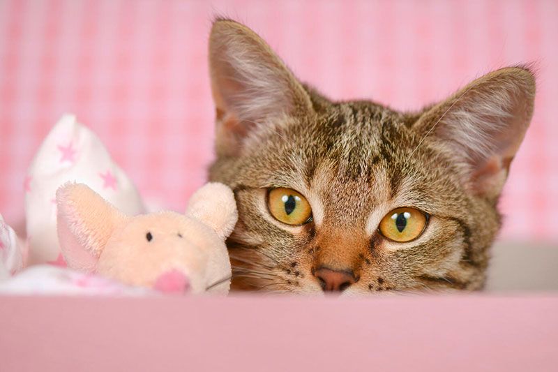 cat snuggling with a stuffed animal