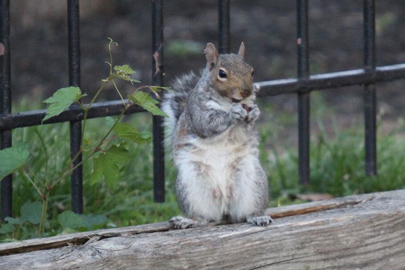 a squirrel in front of a fence
