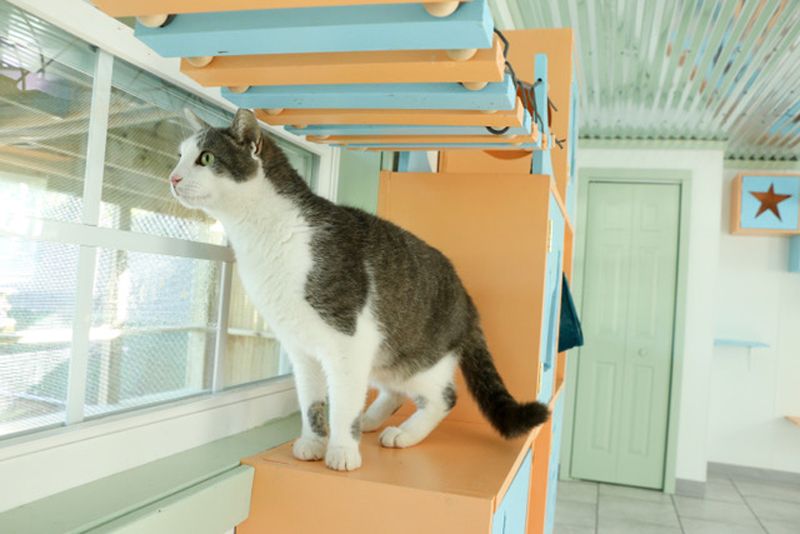 a cat inside the nashville shelter