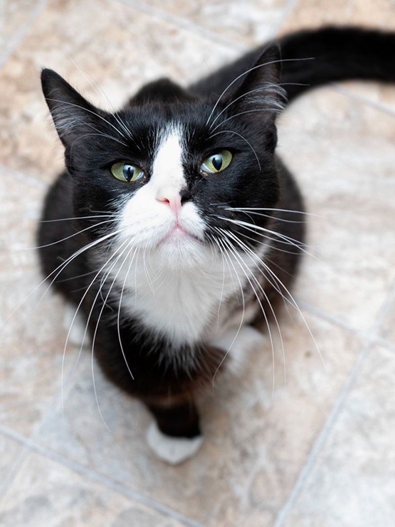 a tuxedo cat raising his head at the camera